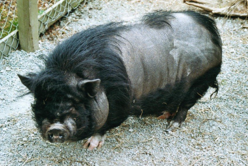 2002061034 namskogan svin